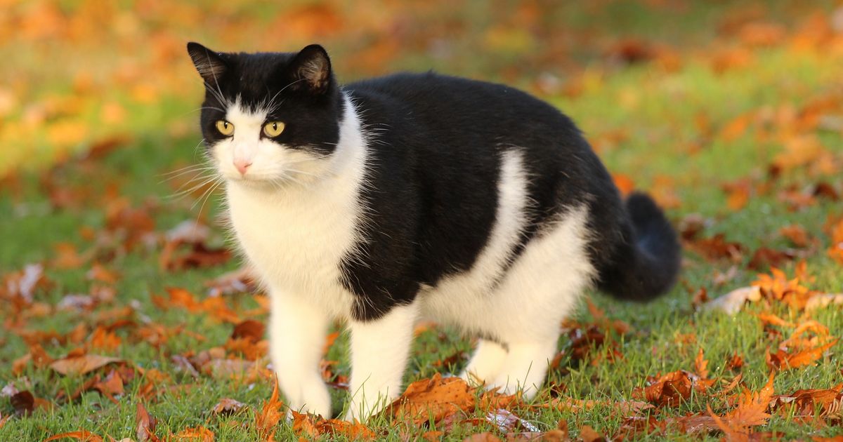 Die ��ltesten Katzen Der Welt