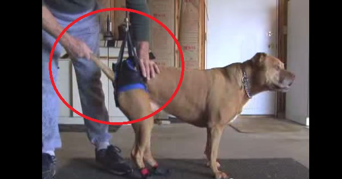 Der Arzt machte einen Fehler, nun ist der Hund schwerbehindert