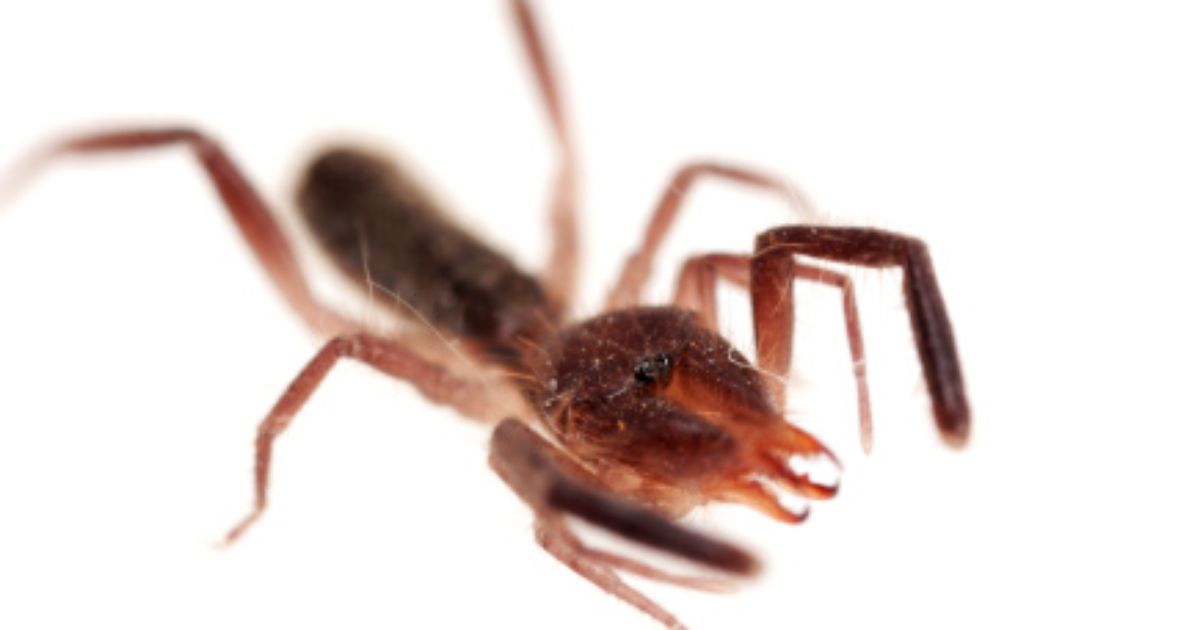 Kamelspinne Kamelspinne