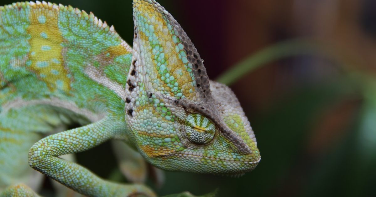 Schnellste Tiere Der Welt Schnellste Tiere Der Welt