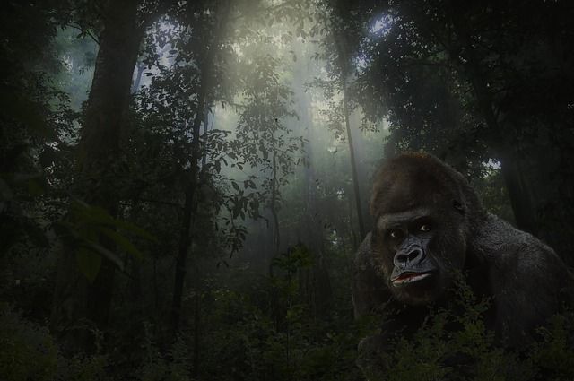 Gorilla Im Nebel