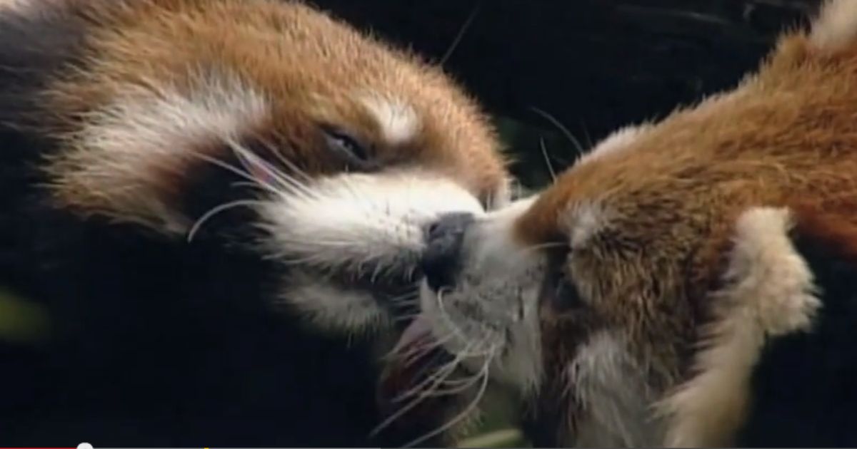 Flirten tiere