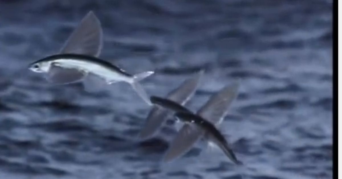 Fliegende Fische Fliegende Fische