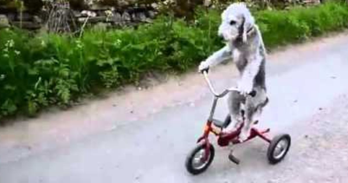 Hunde fahren Fahrrad