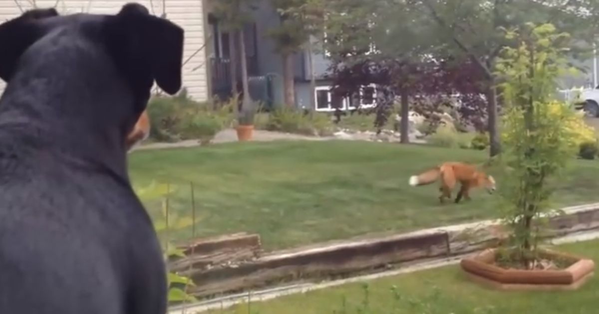 Hunde können sooo eifersüchtig werden D