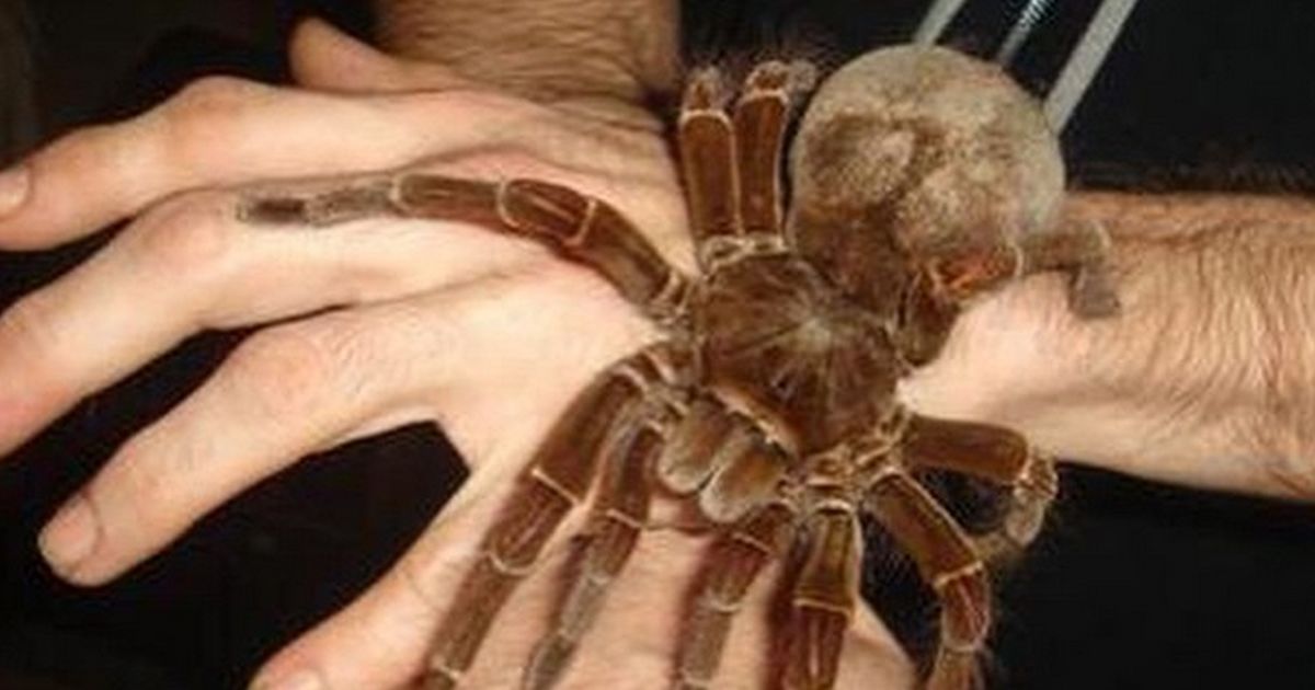 Die Gruseligste Spinne Der Welt Die größten Spinnen der Welt und eine Hand