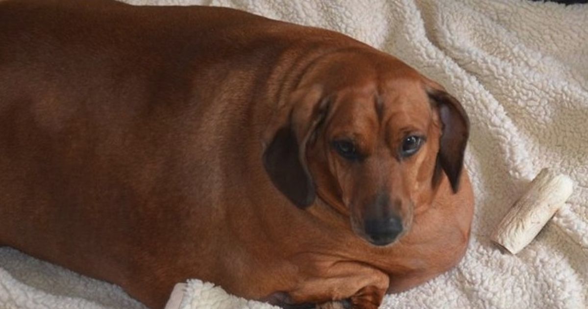 Vom fettesten Hund der Welt zum FacebookStar