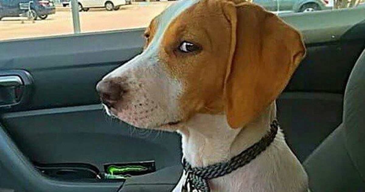 Diese Hunde fahren zum Tierarzt Ihre Gesichter einmalig!