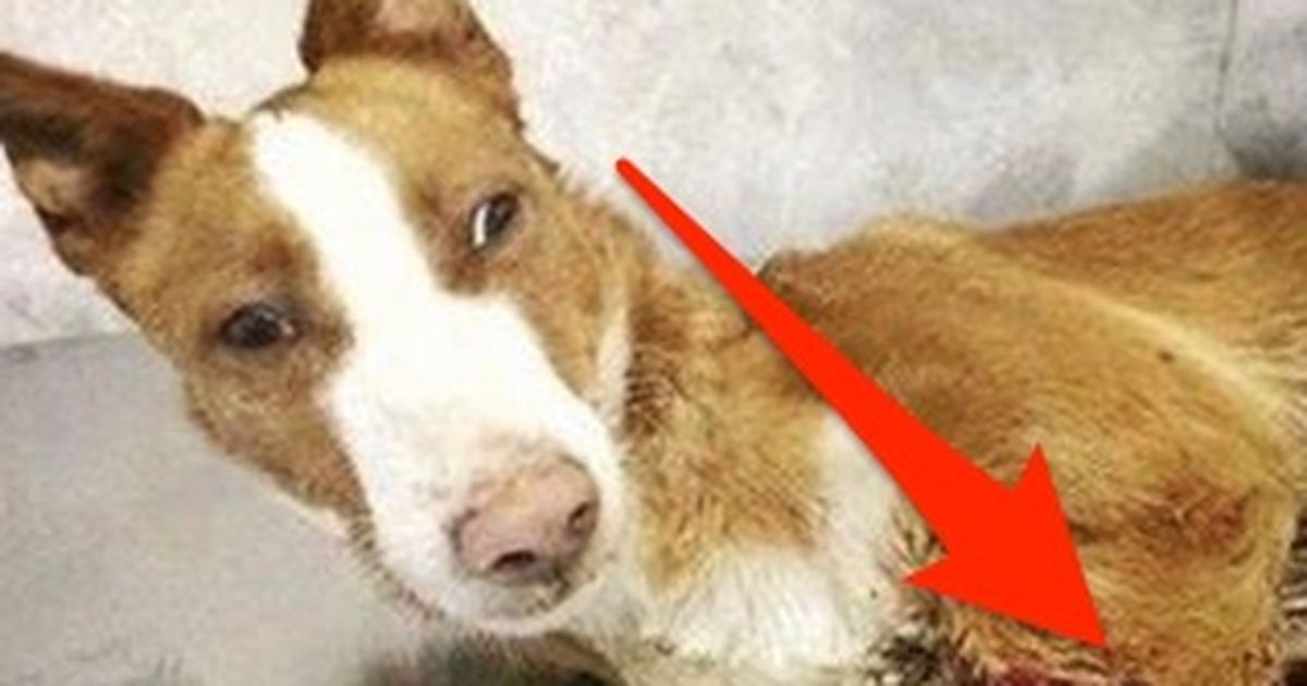 Dieser Hund hat eine atemberaubende Wandlung hinter sich!