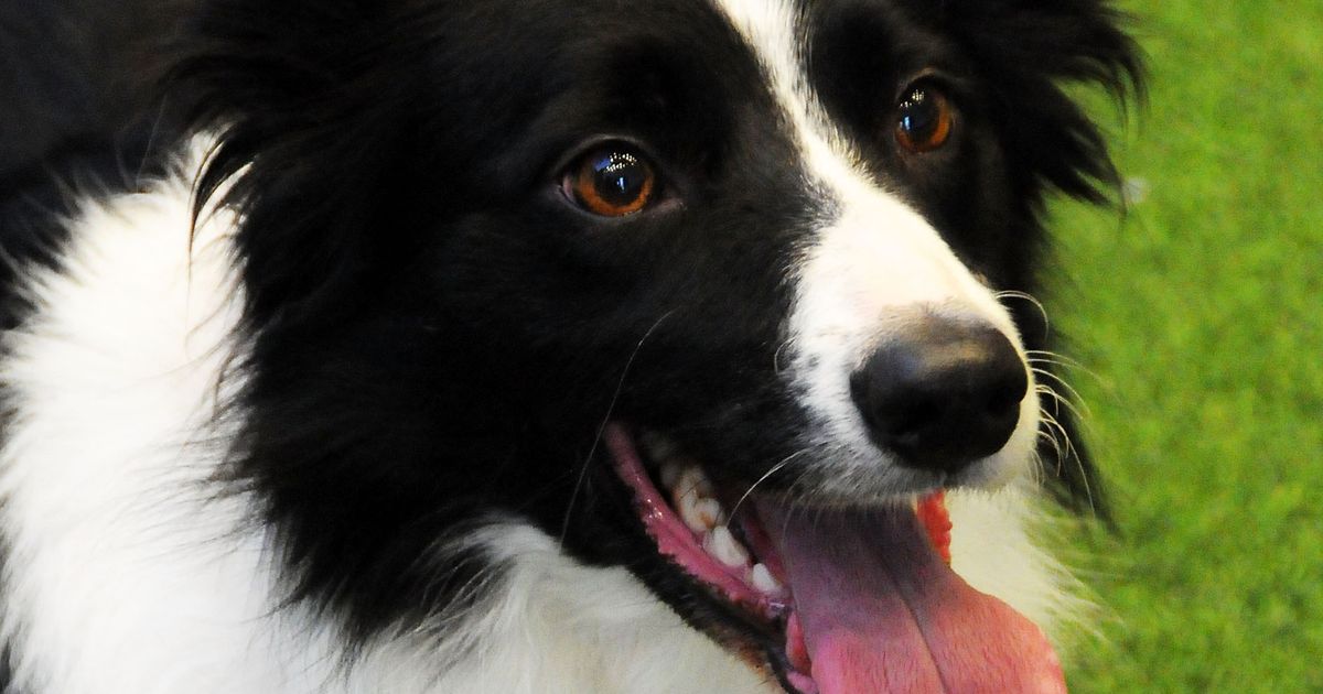 5 Berufe mit Hund