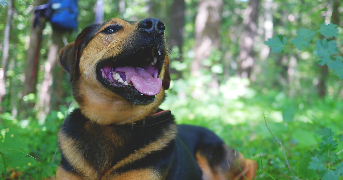 Anzeichen, dass dein Hund Schmerzen hat