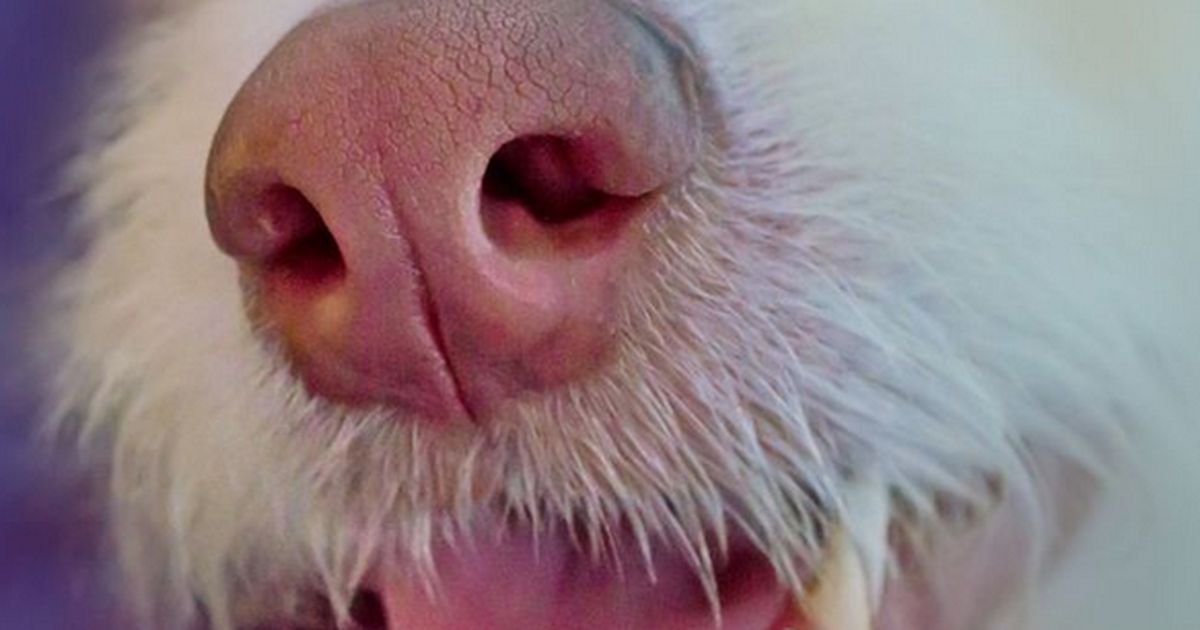 Diese Hunde riechen tatsächlich Krankheiten!