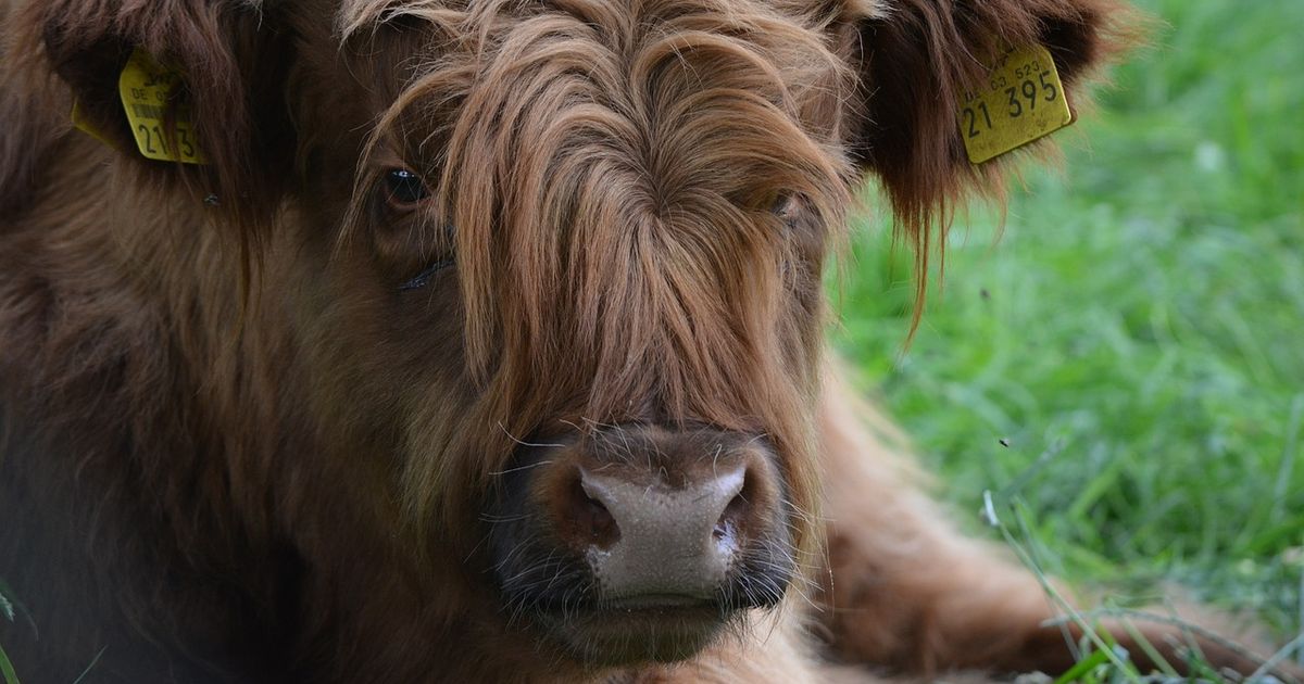 Die 5 Stärksten Tiere Der Welt
