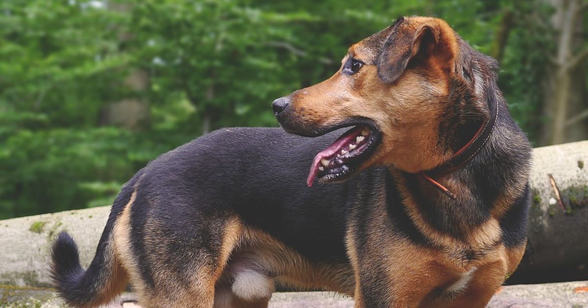 warum heult ein hund
