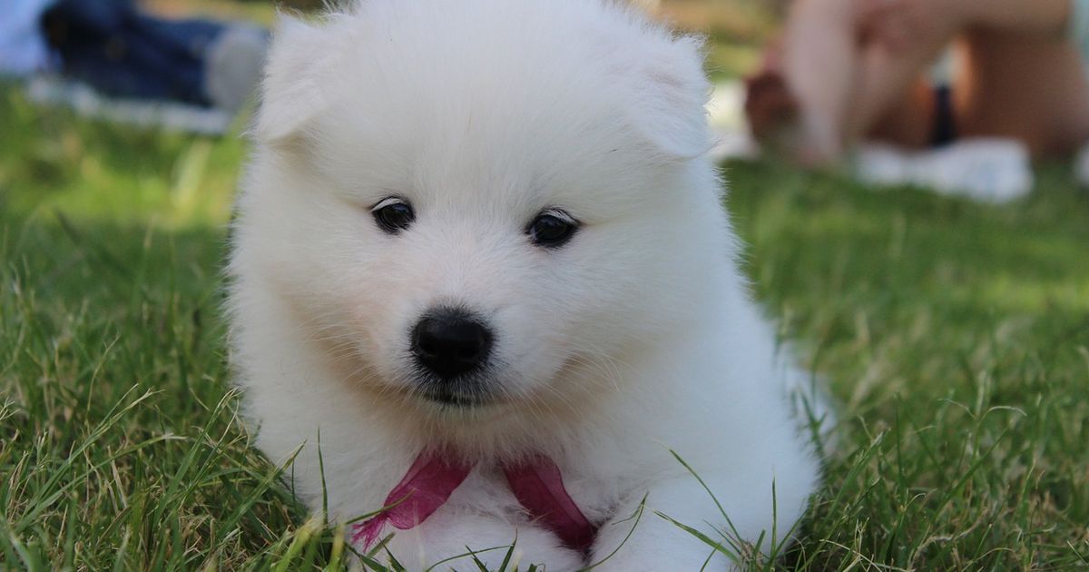 Die Top 5 der teuersten Hunderassen!