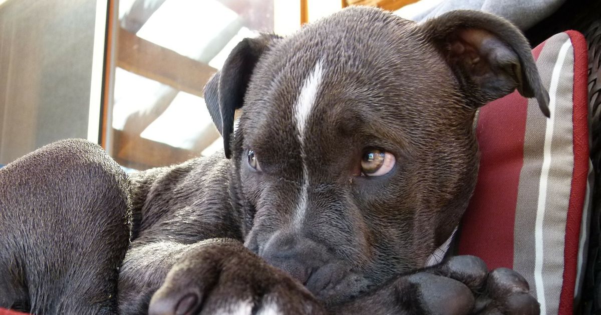 Das kann für Hunde wirklich gefährlich werden
