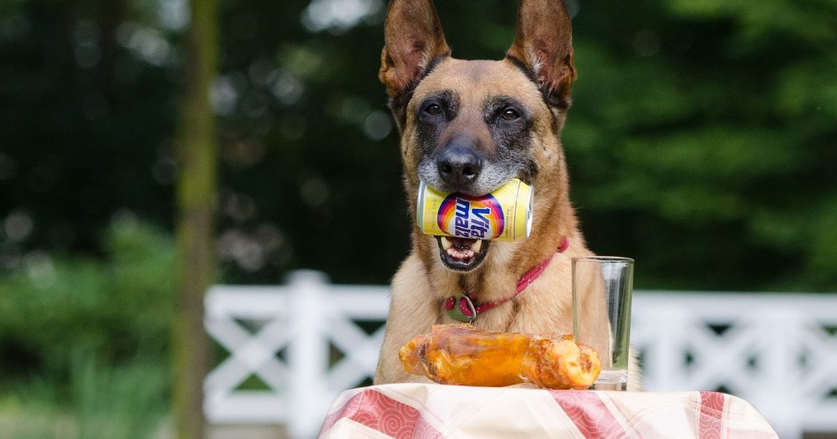 Was dürfen Hunde nicht fressen?