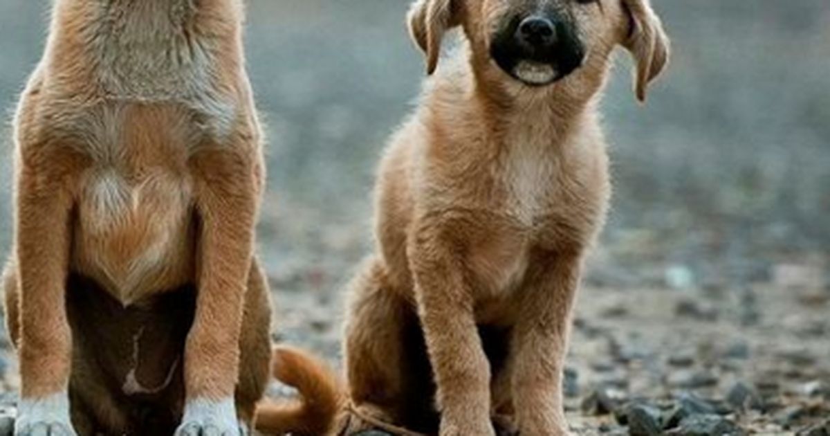 hund frisst seinen kot