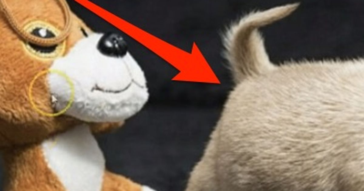 Tiny Toudi ist der kleinste Hund der Welt