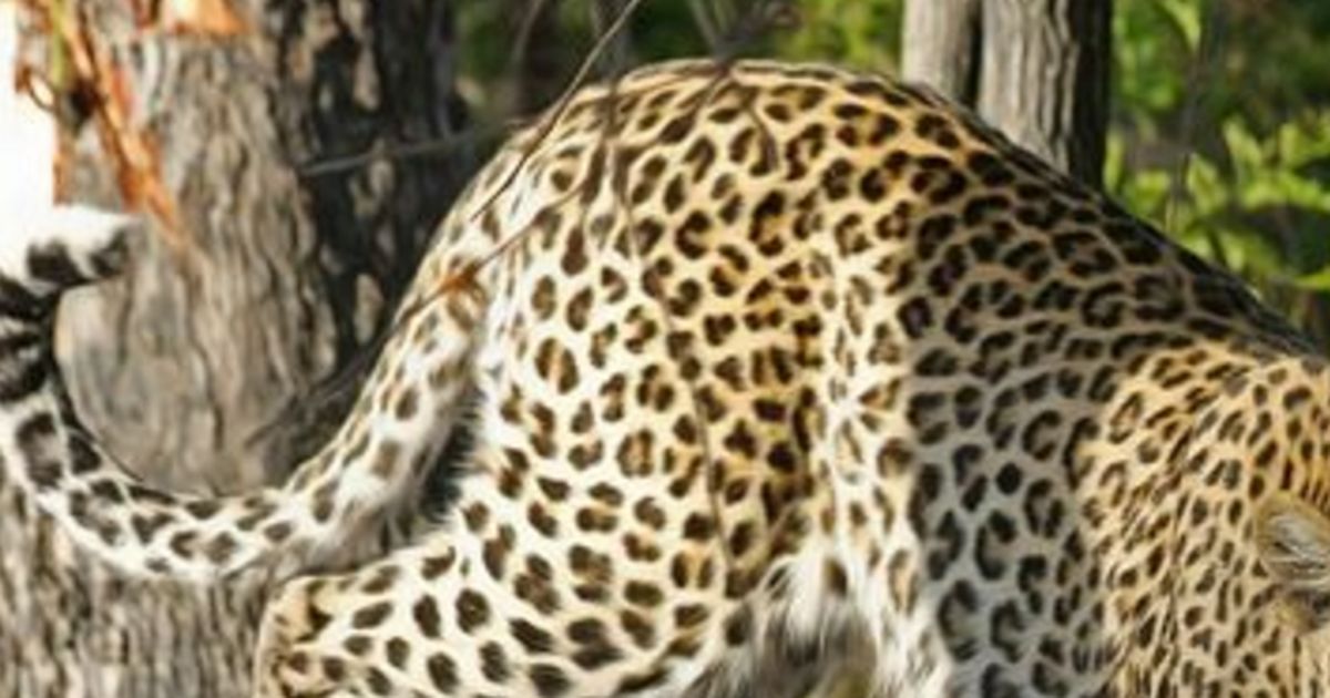 Kann Ein Leopard Seine Punkte Verändern? Kann Ein Leopard Seine Punkte Verändern?