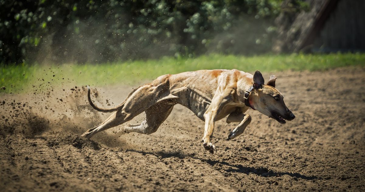 WELTREKORD Der schnellste Hund dieser Welt!