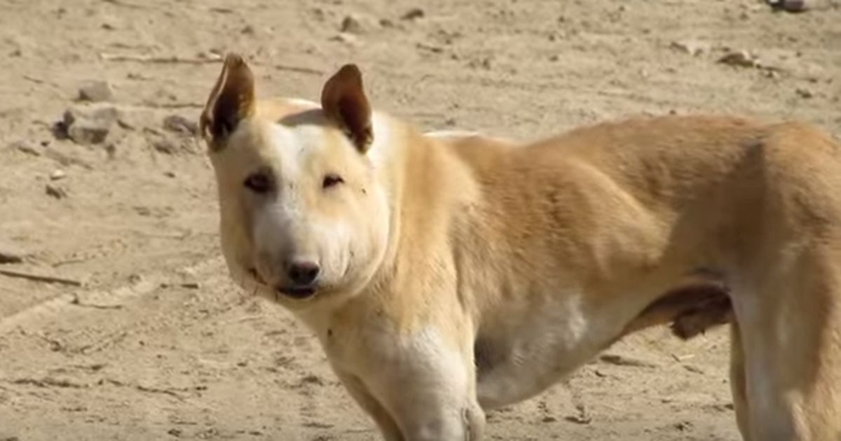 Der Hund sieht aus wie ein Schwein & hat ein schreckliches Geheimnis!