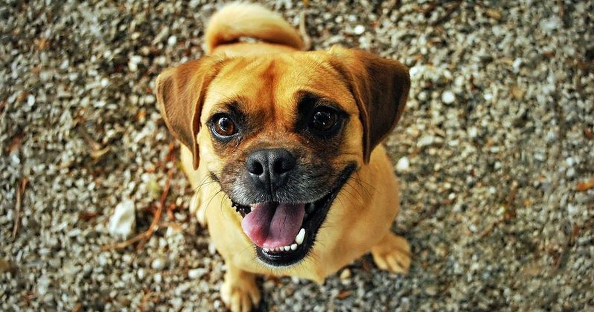 10 Gründe, warum Hunde wirklich mit dem Schwanz wedeln!