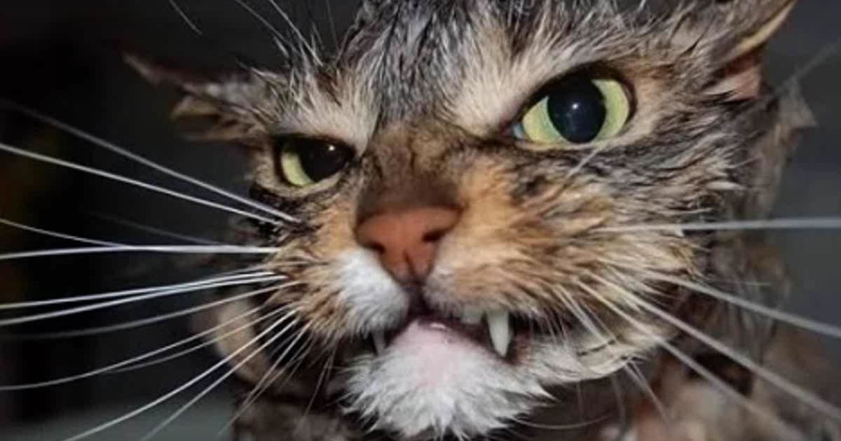 Größte Katzen Größte Katzen