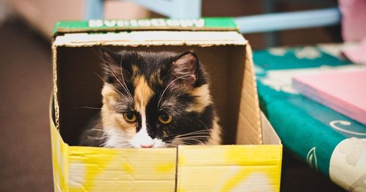 Wie Katzen WIRKLICH miteinander kommunizieren