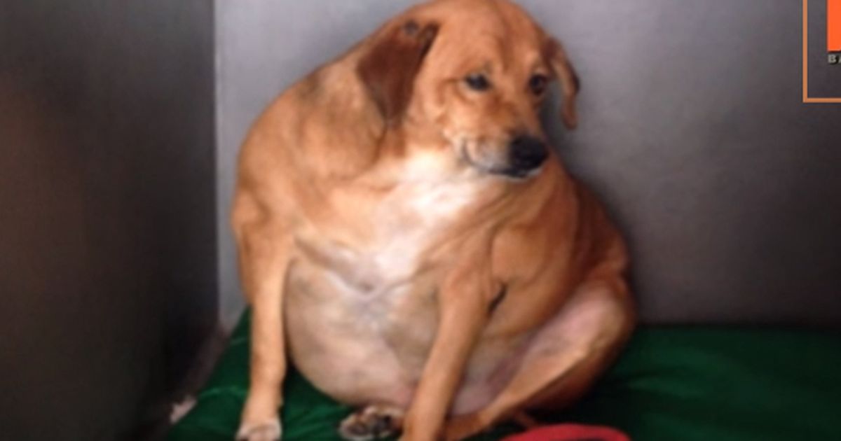 Dieser Hund wiegt so viel wie ein BabyNilpferd&hellip;