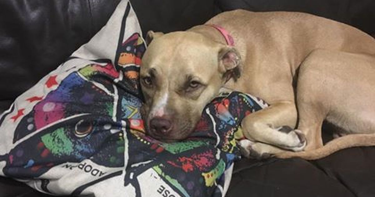 Verängstigter Pit Bull verlässt seinen Schlafplatz nicht mehr…