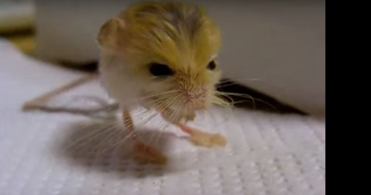 hamster p hamster p