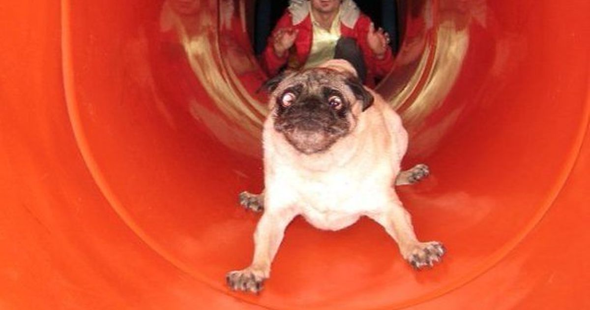 14 Hunde, die sich fragen "Was habe ich mir DABEI nur gedacht?"