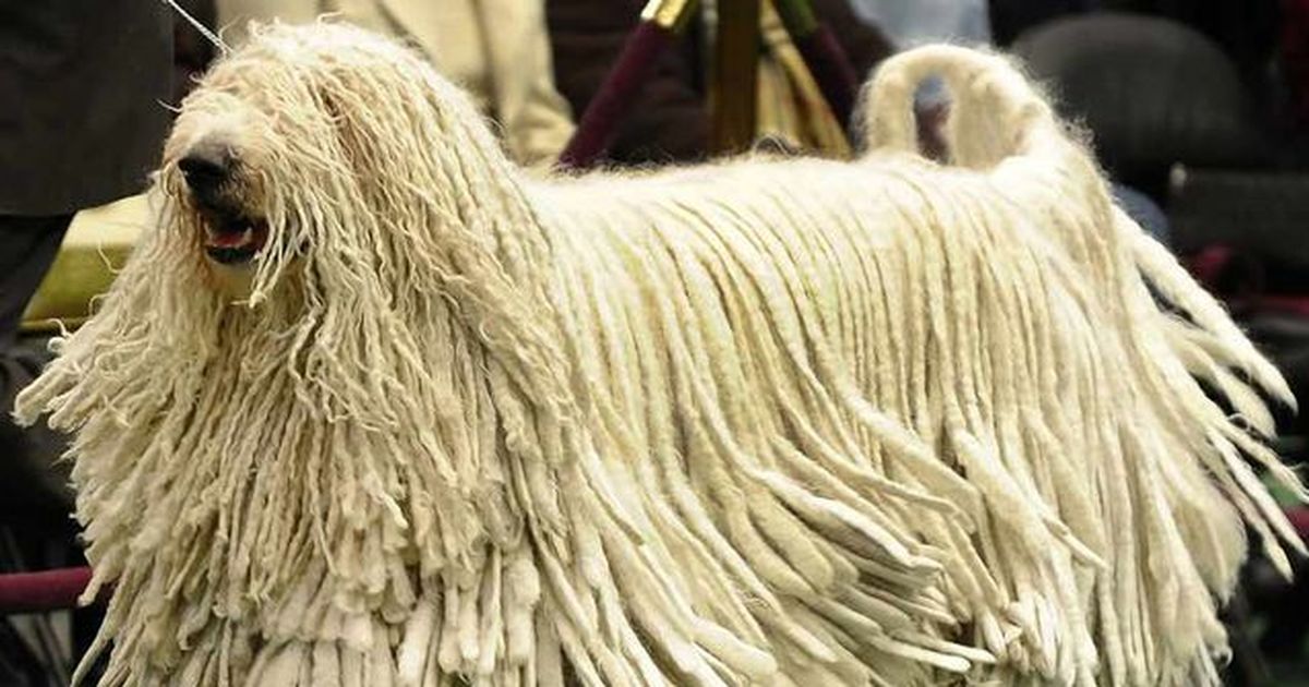 Diese Hunderassen kennen nur echte Experten