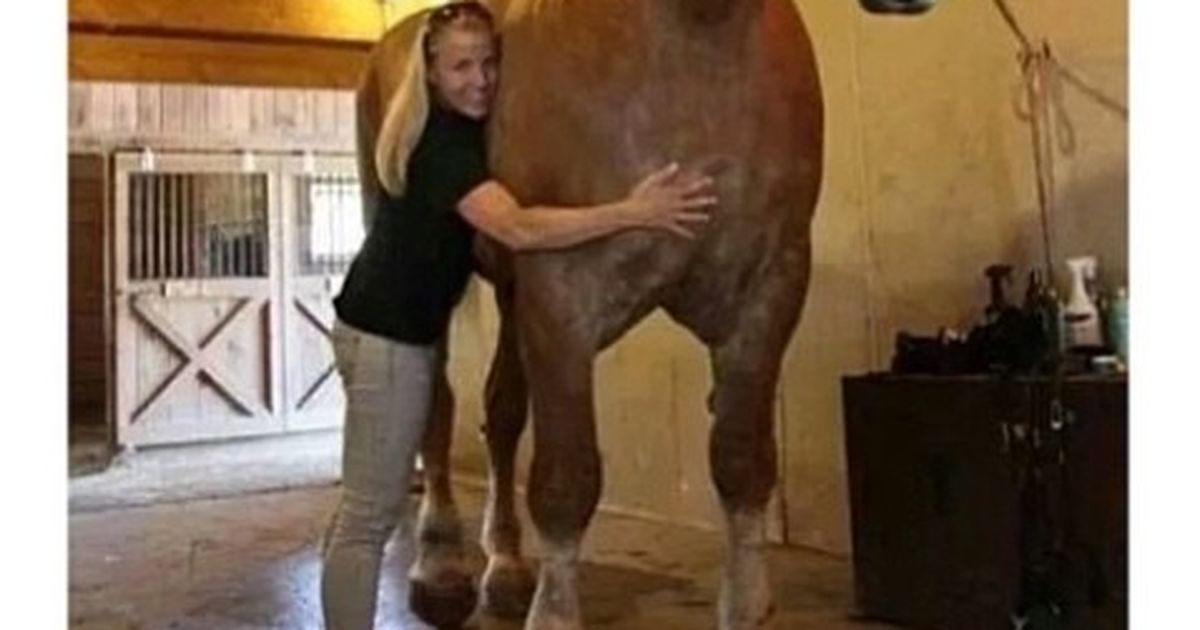 Wie Groß Ist Das Größte Pferd