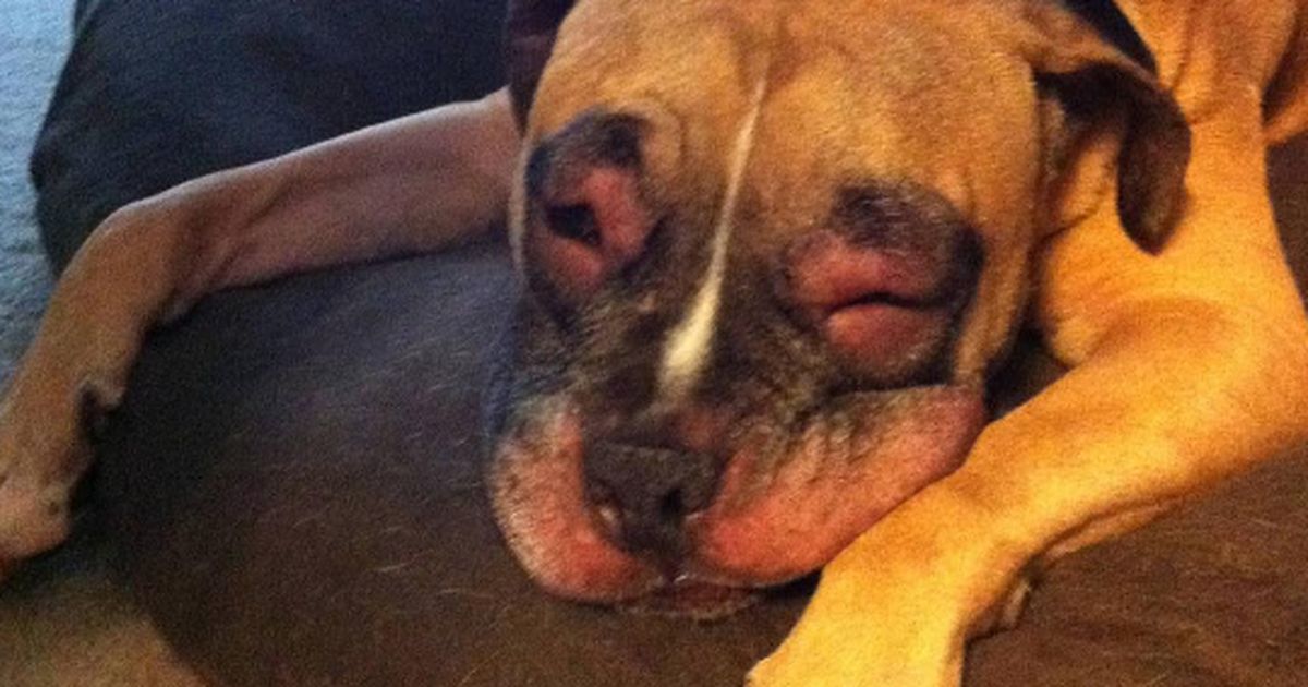 Das musst du machen, wenn dein Hund von einer Biene gestochen wurde!