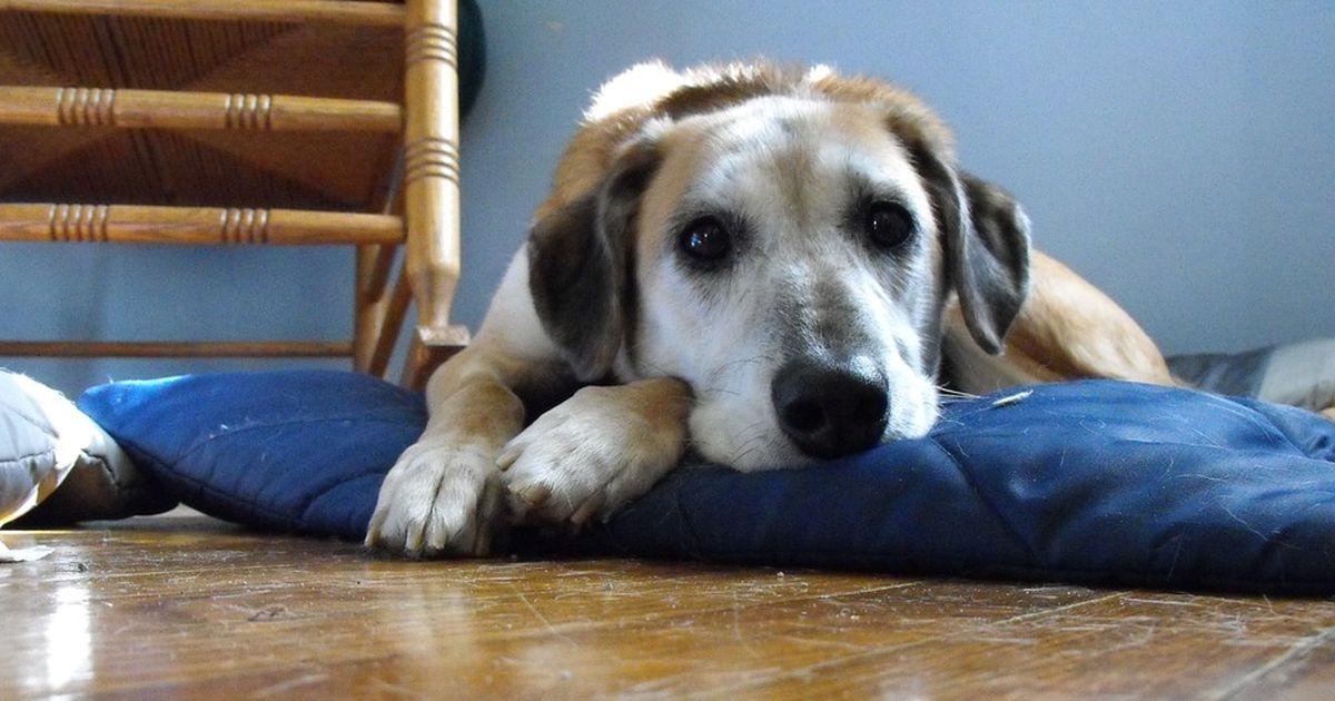 So lange sollte der Hund maximal alleine bleiben