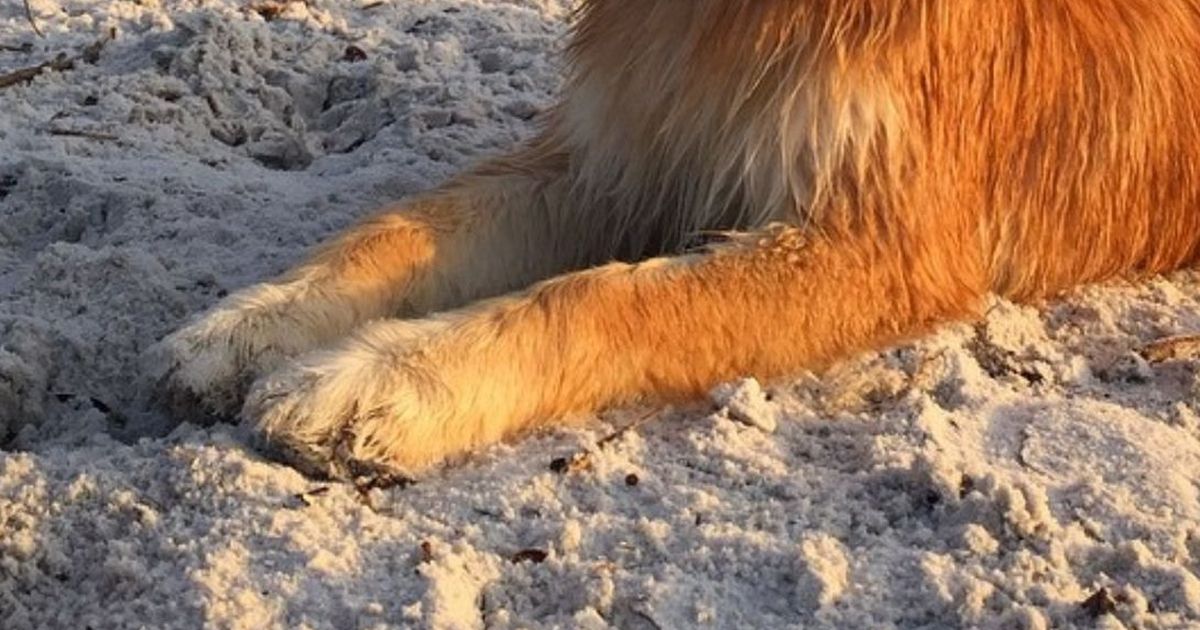 Dieses Tier ist halb Hund, halb Fuchs