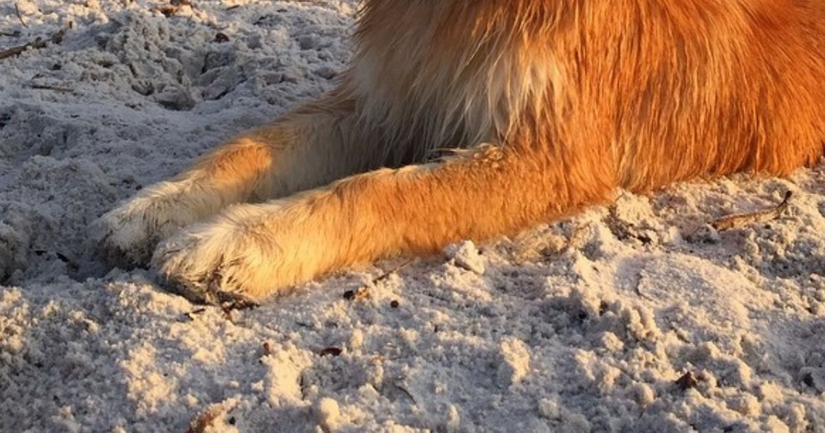 Dieses Tier ist halb Hund, halb Fuchs