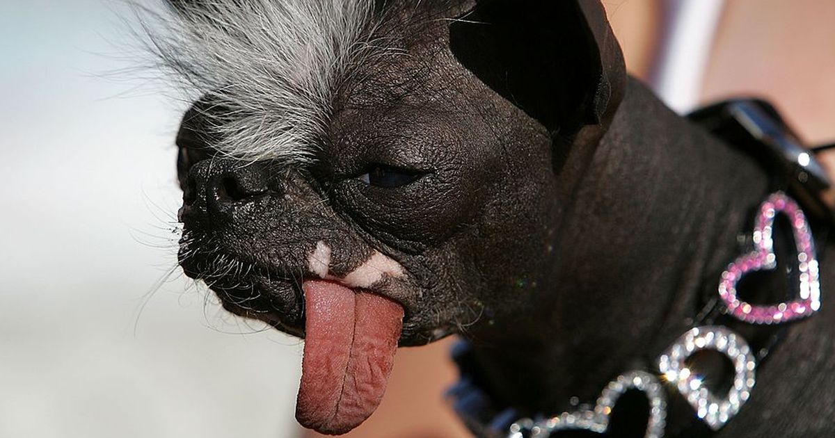 Die Lustige Welt Der Tiere Teil 2