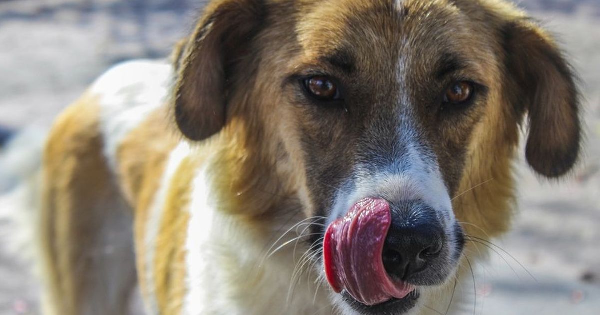 Wie gut ist ein Kastrationschip für Rüden?