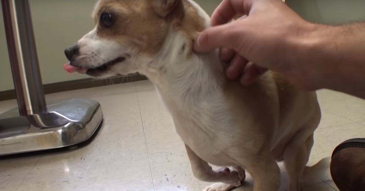 Dieser Hund läuft wie ein Mensch