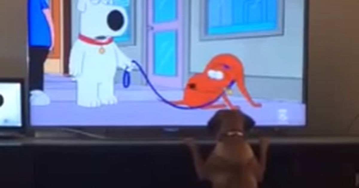 Dieser Hund ist vielleicht der schlauste Hund der Welt&hellip;