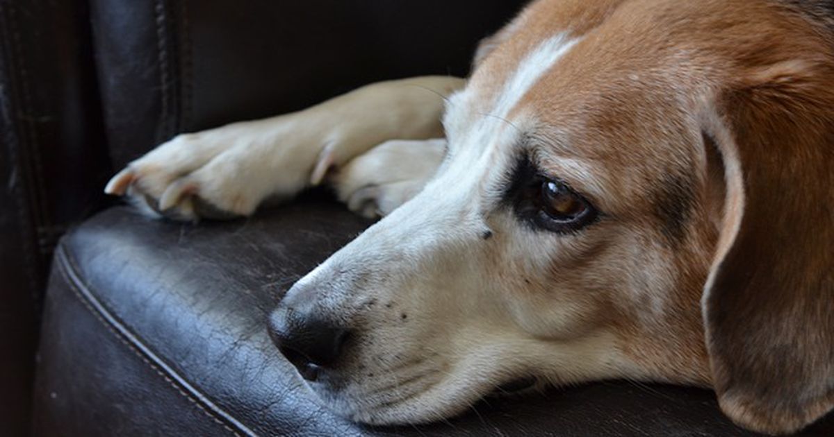 Diese 7 Dinge sollte niemand mit seinem Hund tun