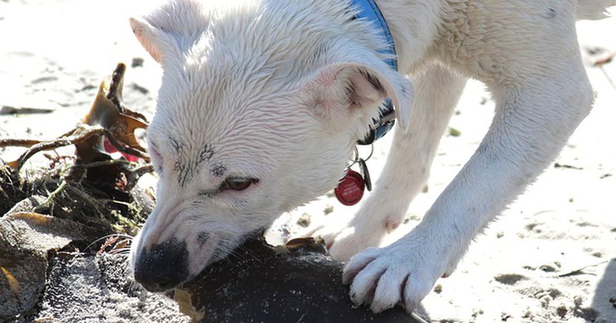 Was tun, wenn der Hund Kot frisst?