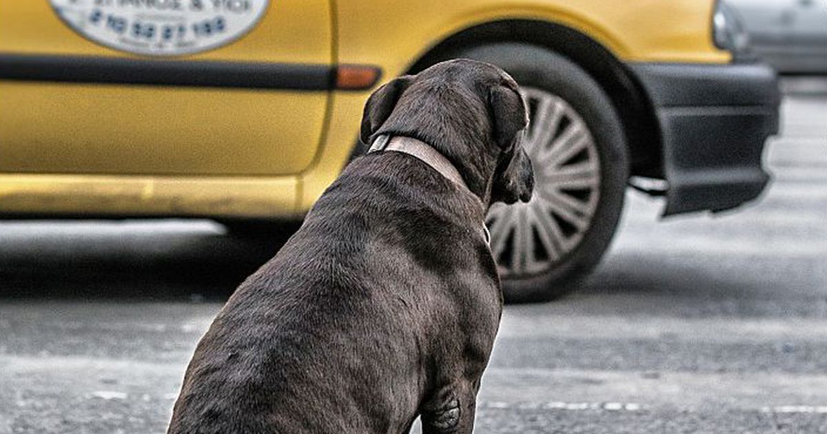Anzeichen Dass Deine Katze Dich Töten Will