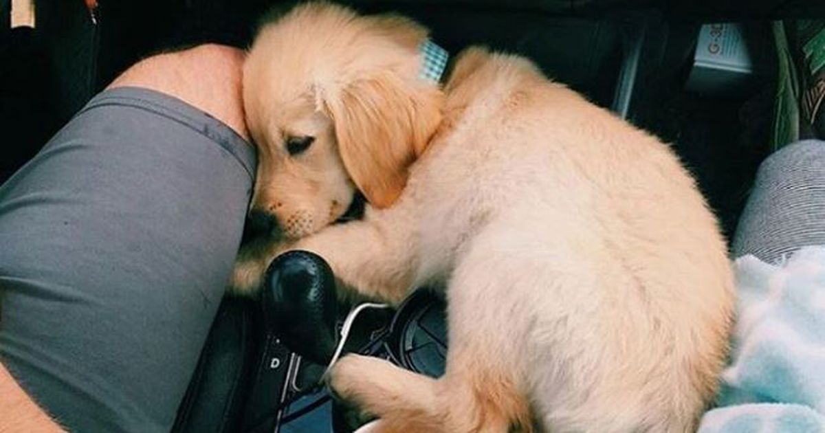 Das verrät die Schlafposition über deinen Hund