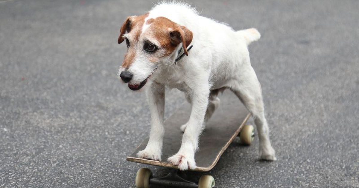 KokosnussÖl Wie gut ist es für Hunde?