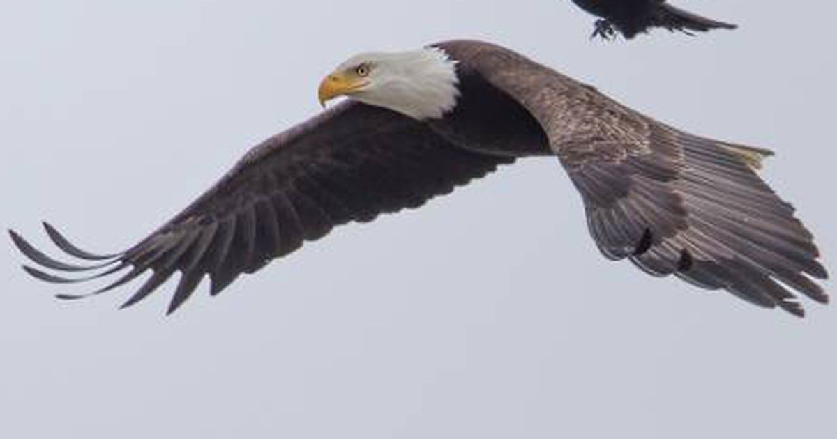 Wie Schnell Ist Ein Adler