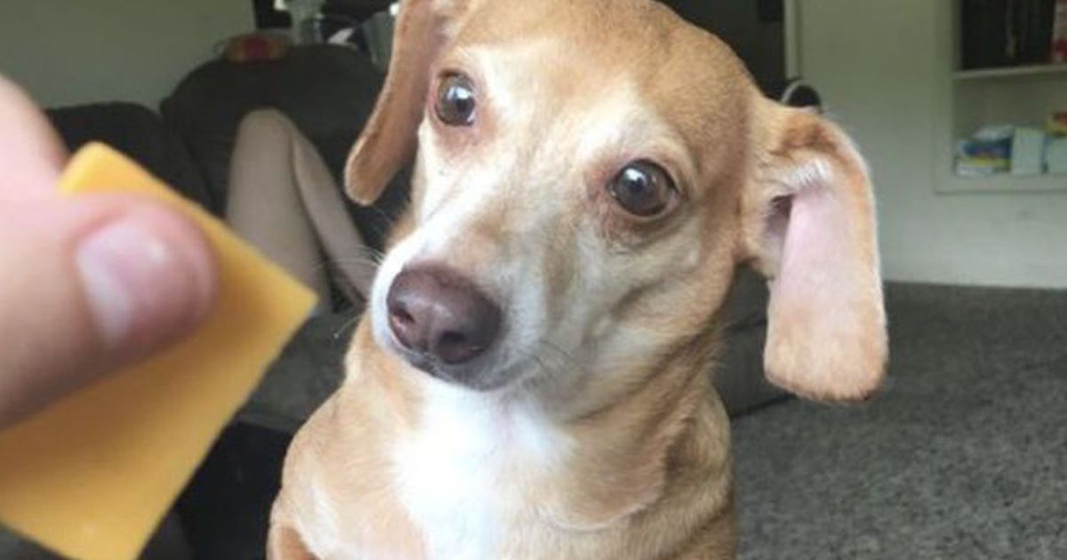 Dürfen Hunde Käse essen?